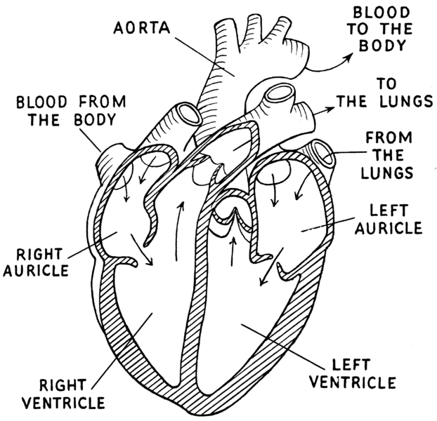 File:Auricle (PSF).png