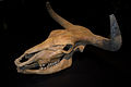 Aurochs skull.jpg