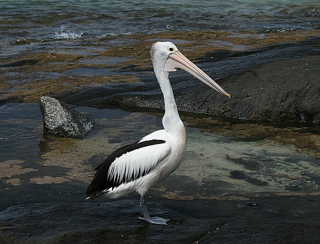 Австралийский пеликан (Pelecanus conspicillatus), Киолоа[en], Новый Южный Уэльс