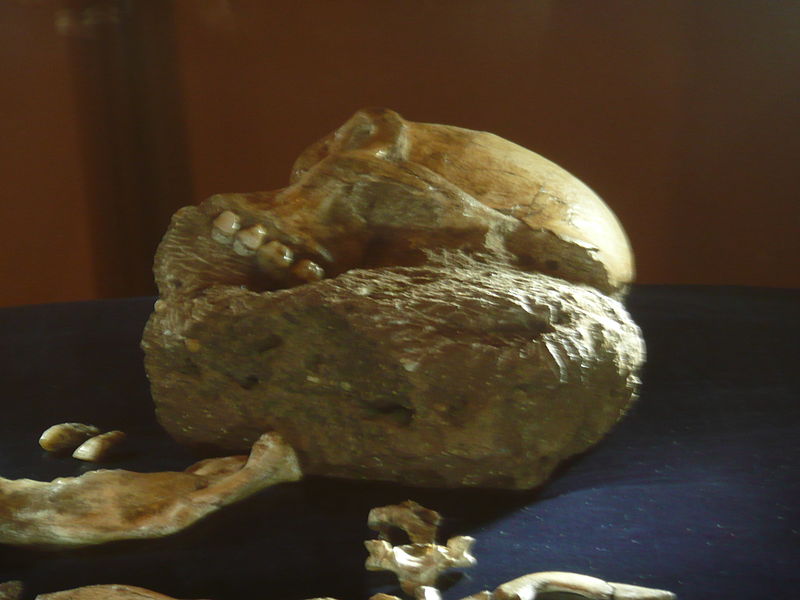 File:Australopithecus sediba, Hinterhauptsloch.JPG