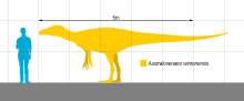 Size of Australovenator compared to a human Australovenator Scale V2.svg