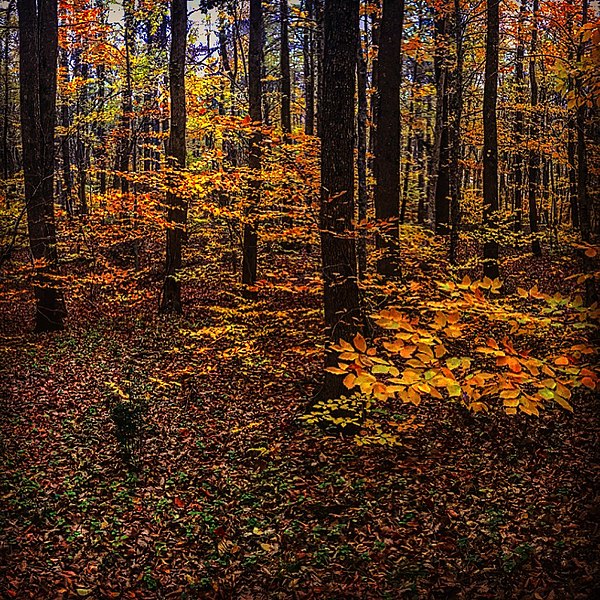 File:Autumn Belgrad Forest 3.jpg