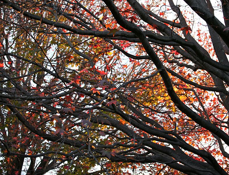 File:Autumn Colors, Centennial Park Sydney Australia (3613606566).jpg