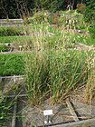 Avena sativa - Oslo botanical garden - IMG 8898.jpg