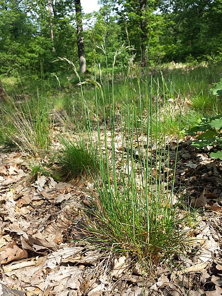 File:Avenella flexuosa subsp. flexuosa sl3.jpg