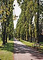 Avenue of poplar trees