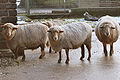 Coburger Fuchsschaf - Old German sheep race