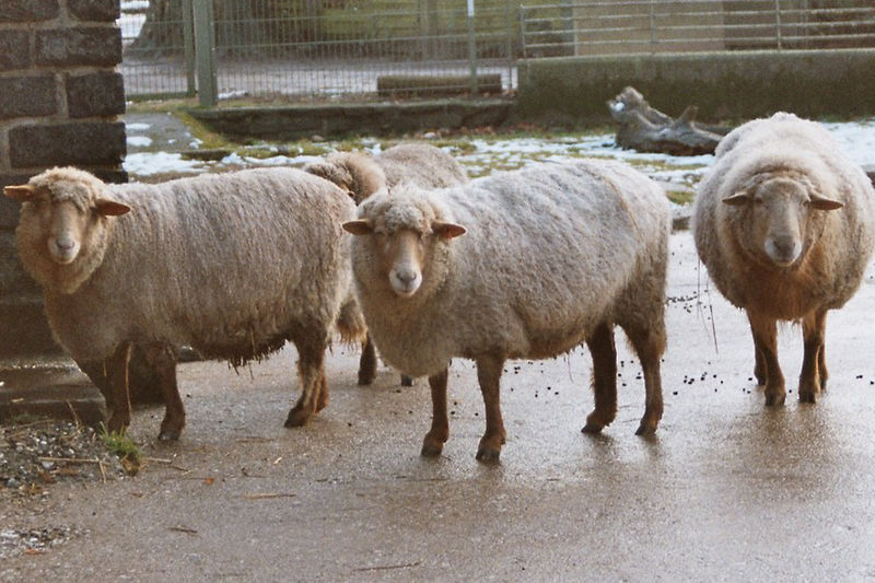 File:Avis ories-sheep-Coburger Fuchsschaf.jpg