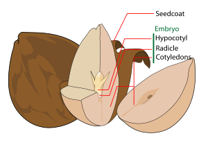 Avocado seed diagram-en.svg