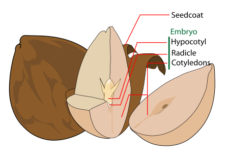 Tập tin:Avocado seed diagram-en.svg