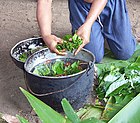 Forberedelse af ayahuasca