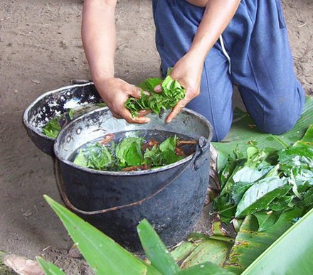 Ayahuasca being prepared in the Napo region of Ecuador
