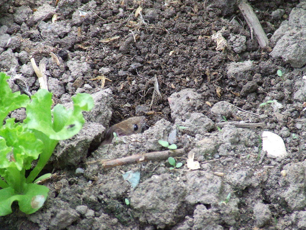 File B Kruse Maus Im Garten Goch Am Niederrhein Jpg Wikimedia