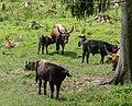 * Nomination: Suckling aurochs calf (Bos primigenius) in the St. Martin grazing project --F. Riedelio 08:40, 14 April 2023 (UTC) * * Review needed