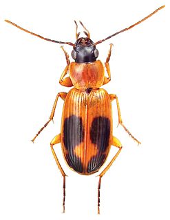 <i>Badister neopulchellus</i> Species of beetle