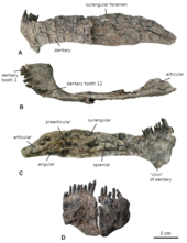 Lower jaw in side (A), top (B), inner (c), and front (D) views Bajadasaurus Lower Jaw edited.png