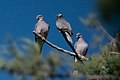 Band-tailed Pigeon V&R Portal AZ 2019-04-13 08-23-42 (47018806194).jpg