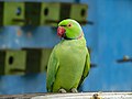* Nomination Parrot in Bangabandhu Sheikh Mujib Safari Park. By User:Hemel10 --RockyMasum 07:30, 29 May 2018 (UTC) * Decline  Oppose Insufficient quality. Noised and posterized. Only part of head is OK --George Chernilevsky 07:34, 29 May 2018 (UTC)
