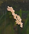 Eggs on aquarium glass