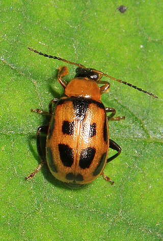 <i>Cerotoma</i> Genus of beetles