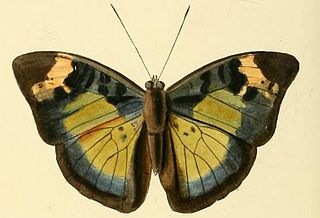 <i>Bebearia eliensis</i> Species of butterfly