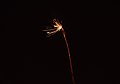 2012-11-05 18:41 Fireworks in Beeston.