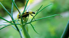 Beetle on cilantro plant, closer (6084509130).png
