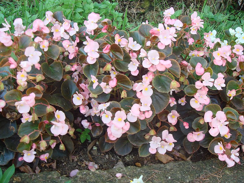 File:Begonias rosas.JPG