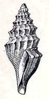 <i>Benthomangelia bandella</i> Species of gastropod