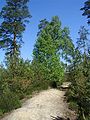 Tree in natural habitat, with Pinus sylvestris