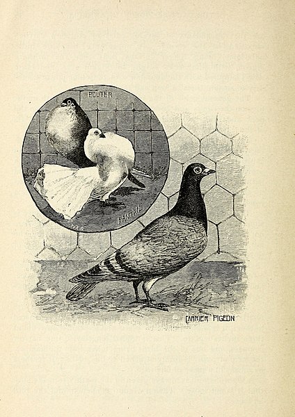File:Bits of bird life (1895) (14565833579).jpg