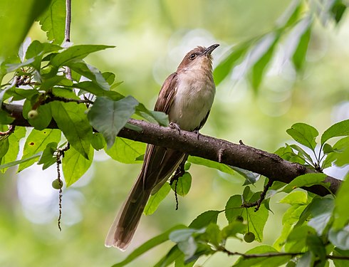 Black-billed cuckoo, Central Park Loch