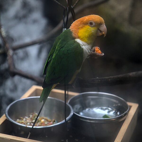 File:Black-legged parrot eating.jpg