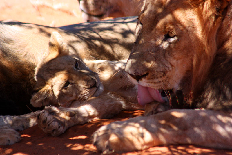 File:Black-maned lion and cub 3.jpg