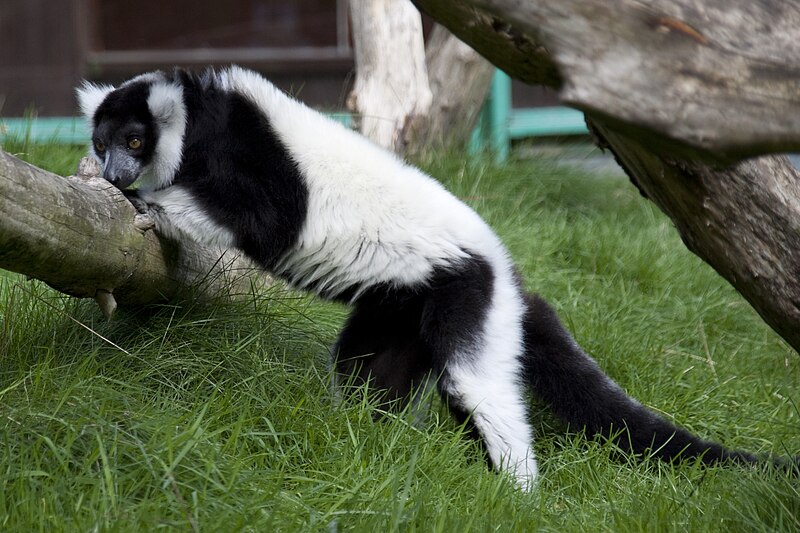 File:Black and White Ruffed Lemur 1 (4996420540).jpg