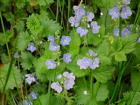 Tập_tin:Blaue_Frühjahrsblüher_Waldstück_Erlenbach.JPG