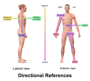 Anterior-Posterior, Superior-İnferior, Proksimal-Distal, Medial-Lateral
