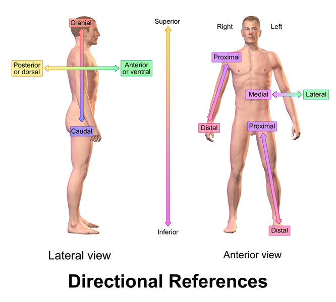 File:Blausen 0019 AnatomicalDirectionalReferences.png