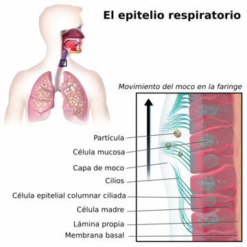 Epitelio respiratorio