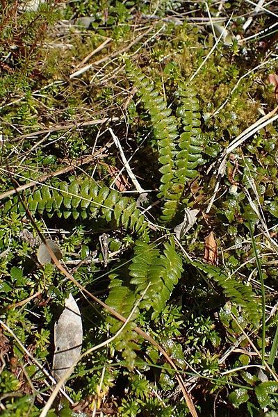 File:Blechnum penna-marina kz11.jpg