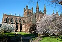 Blossom at Chester Cathedral (geograph 6118952).jpg