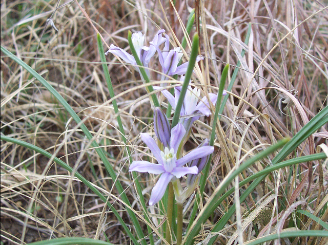 Blue lily - Wikipedia