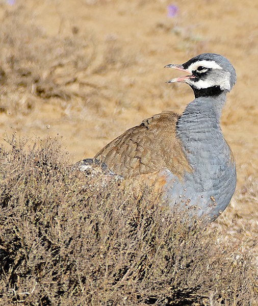 File:Blue Korhaan (Eupodotis caerulescens) male calling ... (32606501825).jpg