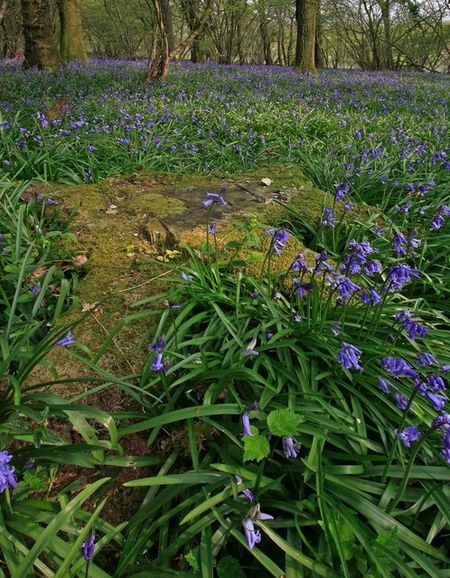 Bluebells in Boulsbury Wood