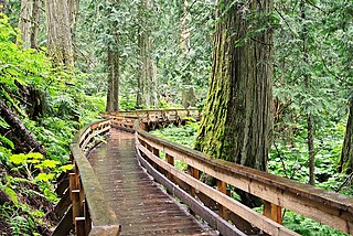 <span class="mw-page-title-main">Ancient Forest/Chun T'oh Whudujut Provincial Park and Protected Area</span> Canadian provincial park and protected area