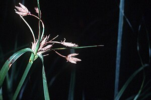 Bolboschoenus fluviatilis NRCS-1.jpg