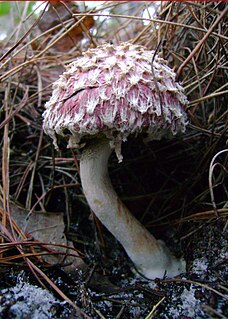 <i>Boletellus</i> Genus of fungi