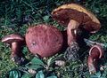 Boletus flammans