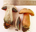 Boletus luridus fitz05.jpg