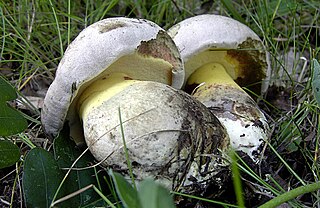 <i>Caloboletus radicans</i> species of fungus